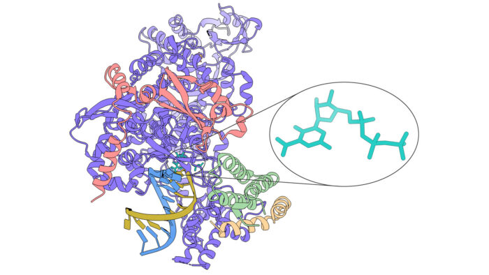 SARS-CoV-2 RNA-dependent RNA polymerase