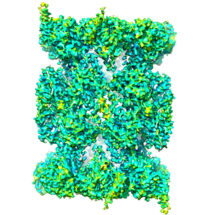 Structure of the human 20S proteasome