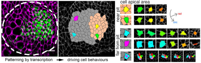 Patterning by transcription driving cell behaviours (from intercalation in the grey region to apical constriction in the pink region) in the primordium of a forming tubular organ