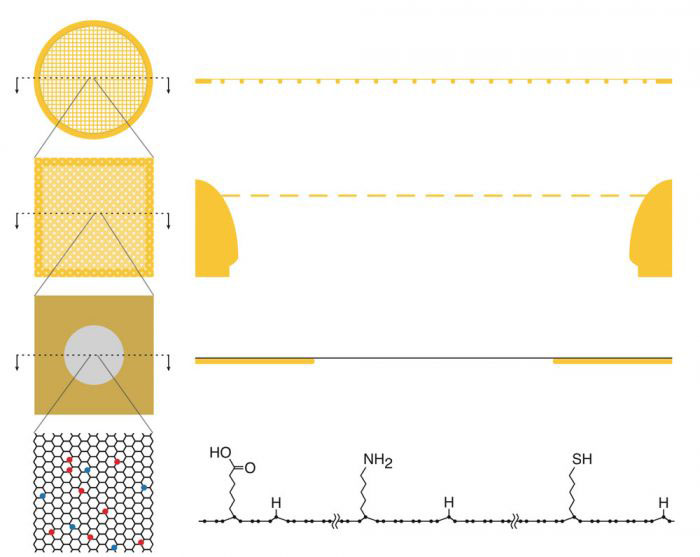 Diagram of the multifunctional and ultrastable graphene support design.