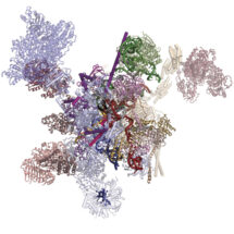 The structure of the human post-catalytic spliceosome reveals novel proteins that promote mRNA formation