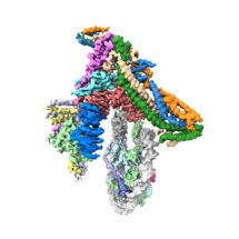 Cryo-EM structure of the inner kinetochore-Cenp-A nucleosome complex