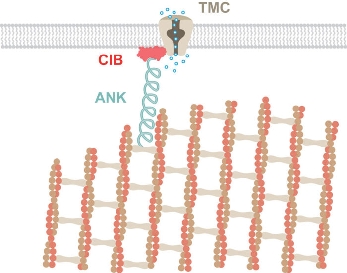 How CIB and ankyrin (ANK) may link mechanotransduction ion channels (TMC) to the cytoskeleton to sense touch and sound