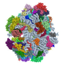 The overall structure of the complete yeast mitoribosome