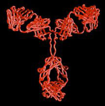 Backbone model of an antibody