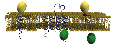 Cell membrane schematic