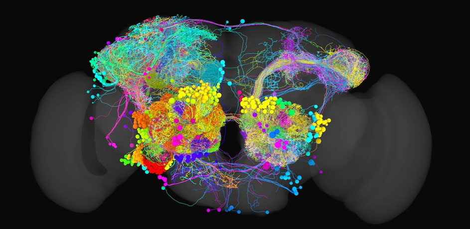 All olfactory projection neurons in the fly brain