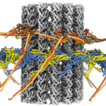Graphic illustrating structure of yeast outer kinetochore – microtubule complex: the grey microtubule is encircled by the multicoloured outer kinetochore ring structure composed of Ndc80-Nuf2 and Dam1c ring complexes.