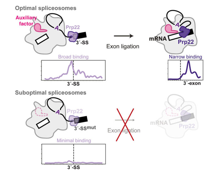 Prp22 binds broadly to promote alignment of the 3’-splice site for exon ligation. It then releases the mRNA from a narrow binding region. When auxiliary factors are absent, or the 3’-splice site is incorrect (3’-SSmut), Prp22 does not engage the substrate, thus preventing exon ligation.