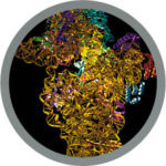 Ribosome image