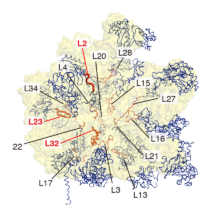 Peptides from the ribosome of T. thermophilus