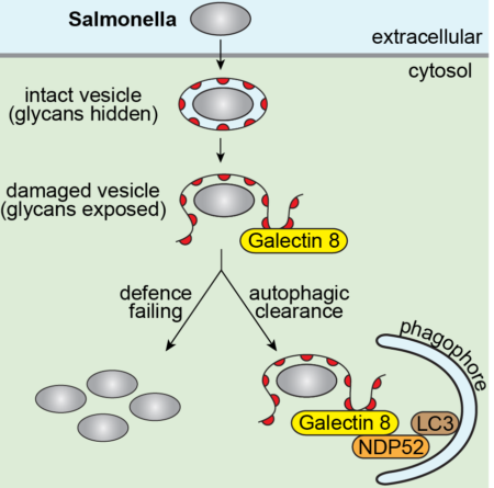 salmonella autophagy pathways