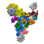 Image of a large part of the spliceosome