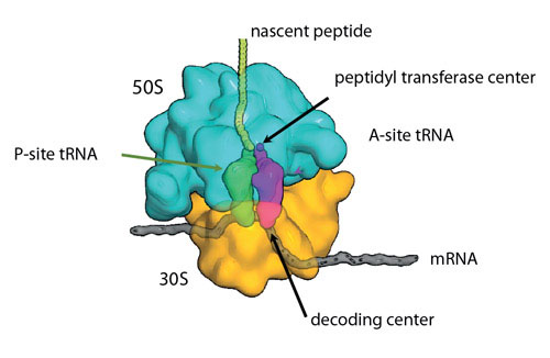 Schematic of the ribosome during translation
