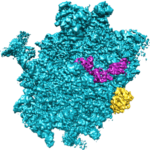 Photo tag: Cryo-EM structure of the 60S-eIF6-SBDS complex