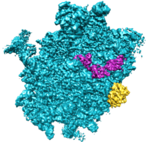 Cryo-EM structure of the 60S-eIF6-SBDS complex